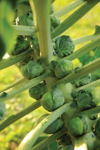 All About Brussels Sprouts Image